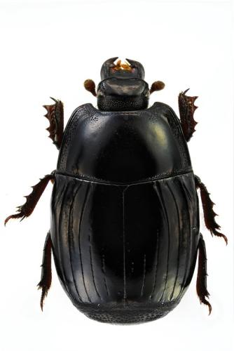 Réf. 297 517 : Eurosomides minor